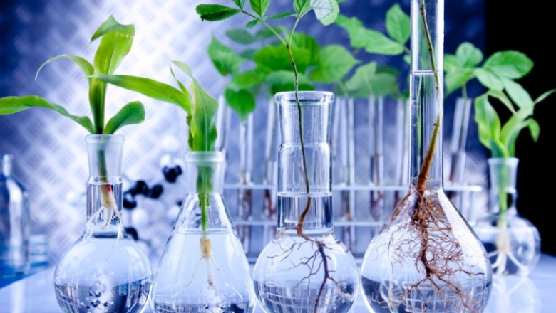 Succinic Acid plays an important role in metabolism