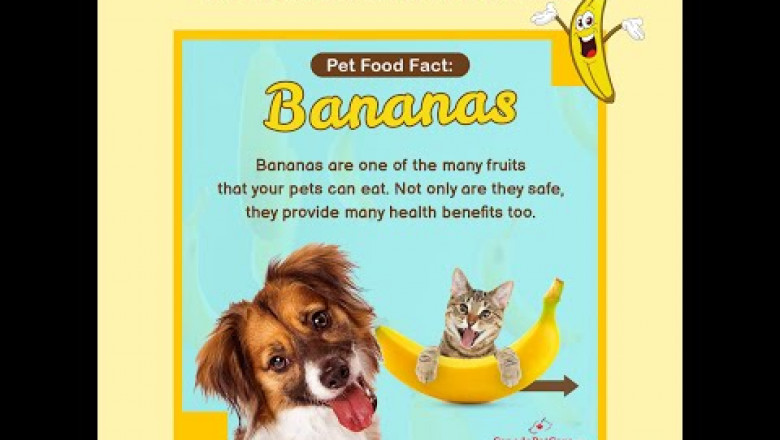 Bananas - Pet Fruit Facts - CanadaPetCare