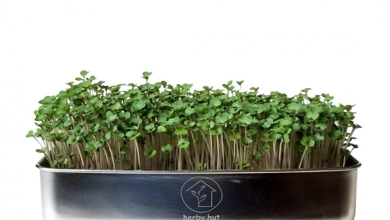What Makes The Microgreens Kits From Herby Hut Special