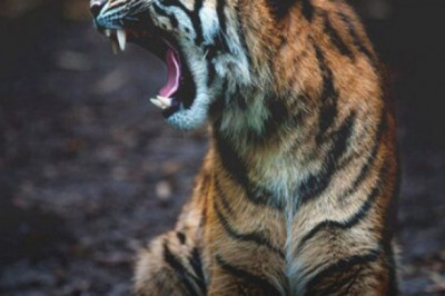 How Many Days Are Enough For Ranthambore National Park Trip?