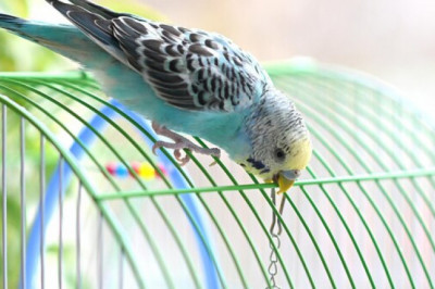 Things to Know Before you Buy Bird Cages