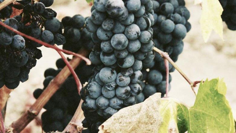 znawcy walutowi stolica