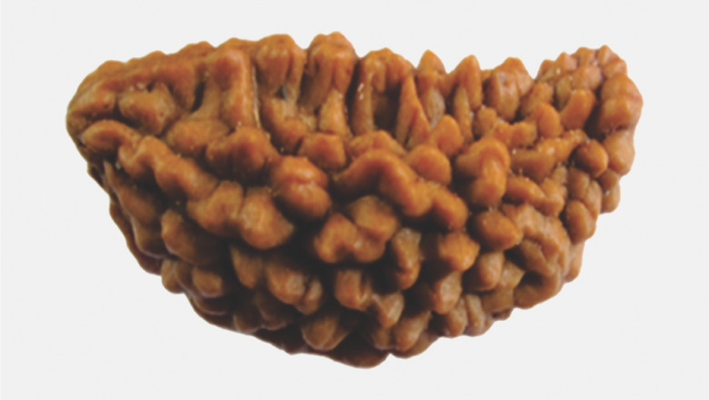 Buy One Mukhi Rudraksha Online India