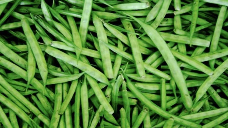 Guar Gum Market Outlook