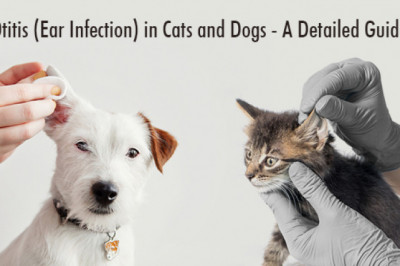 Otitis (Ear Infection) in Cats and Dogs — A detailed guide