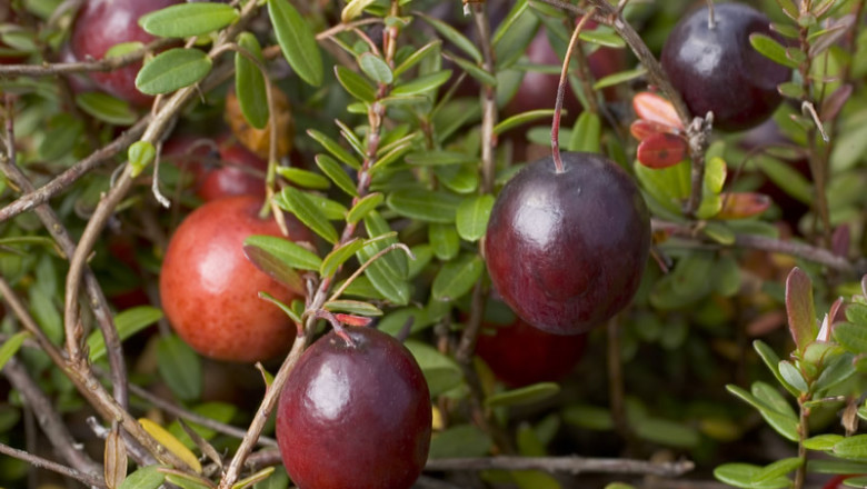 Tannin Market Penetration, Product Development/Innovation and Competitive Assessment Analysis Forecast to 2026