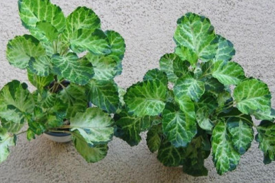 Why are Schefflera and Balfour Plants best for your Indoors?