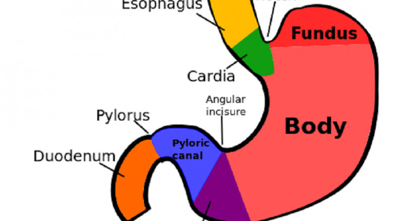 gastric volvulus treatment Market : Features, Opportunities and Challenges | Sawai Pharmaceutical Co.,Ltd., Pharmaceutical Associates Inc, Sun Pharmaceutical Industries Ltd