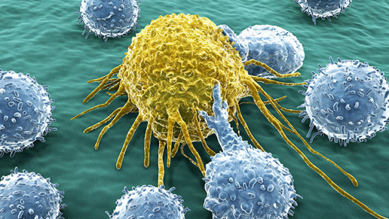 Natural Killer Cells Market Report- 2026 Analyses competitive environment such as key players