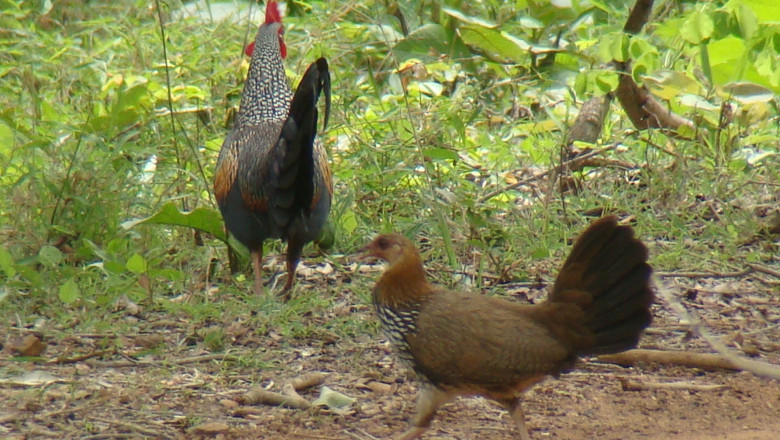 Resorts in Tadoba | Hotels in Tadoba