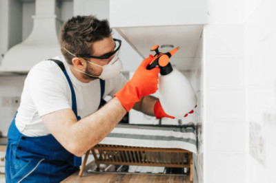 4 Major Reasons Of Pest Invasion