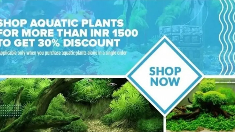 Take Advantage Of The Best Online Aquarium Store's Services!