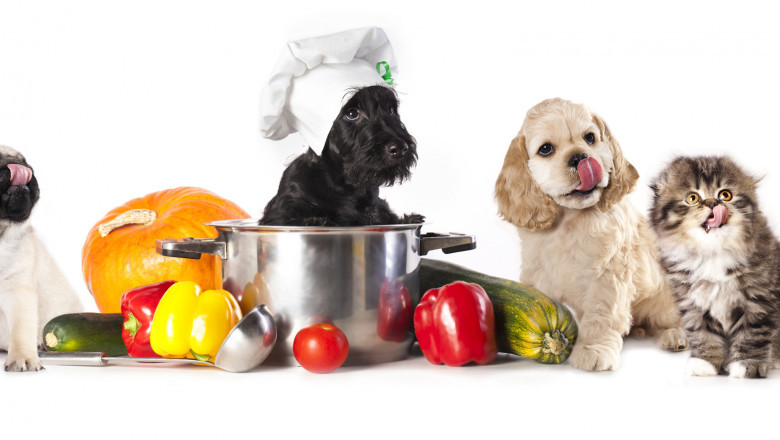 Animal Nutrition Market Analysis