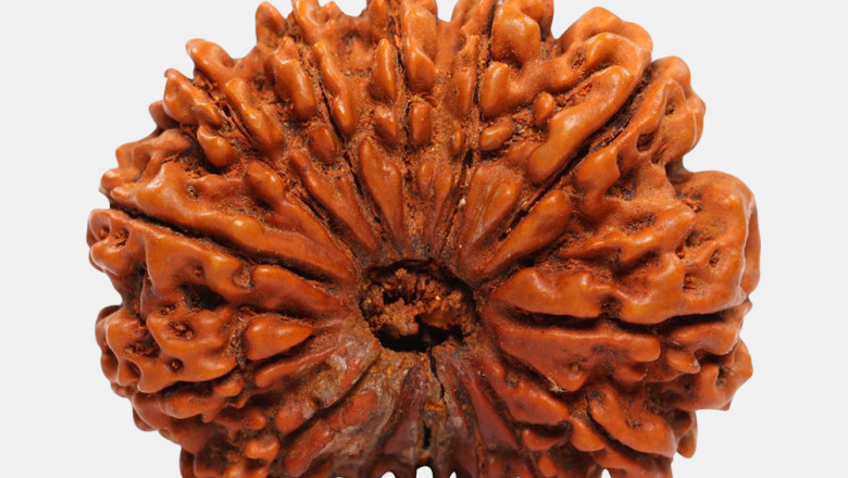 Get Fourteen Mukhi Rudraksha Online