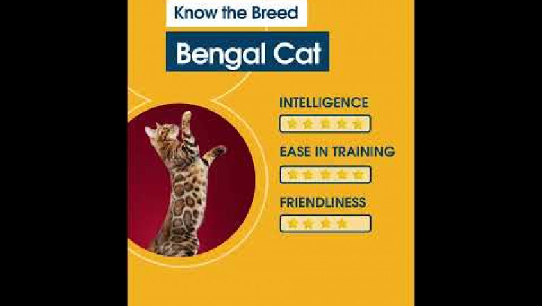Know the Breed Bengal Cat - CanadaPetCare