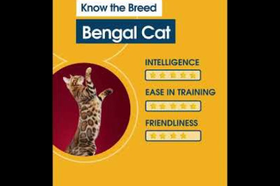 Know the Breed Bengal Cat - CanadaPetCare