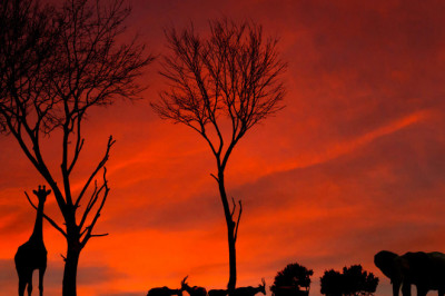 Middle East & Africa Animal Healthcare Industry Is Growing, Owing To Increasing Number of Livestock and Government Initiatives