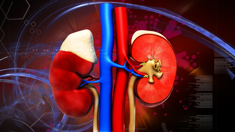 Developing More Reliable And Efficient Acute Kidney Injury Treatment Has Become A Priority For Scientists