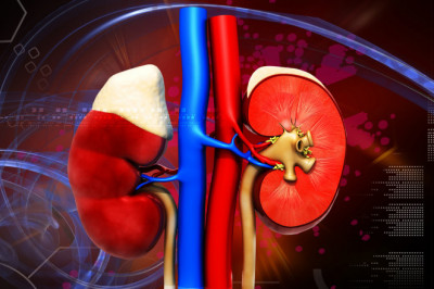 Developing More Reliable And Efficient Acute Kidney Injury Treatment Has Become A Priority For Scientists