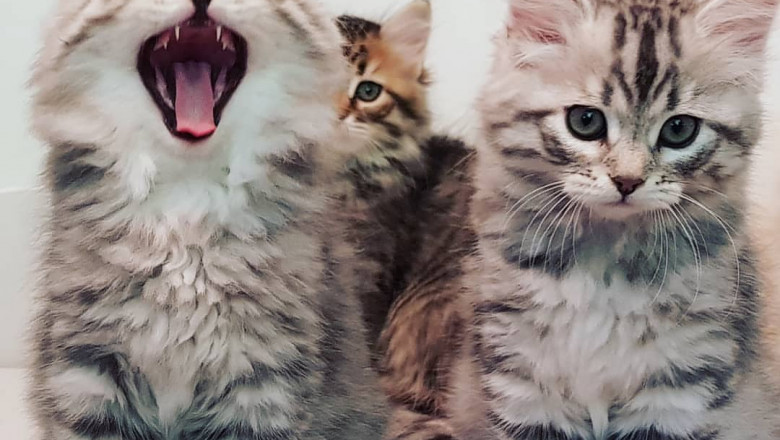 How to Feed and Look after Orphaned Kittens