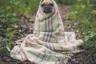 buy cakes on the internet 100 fresh w