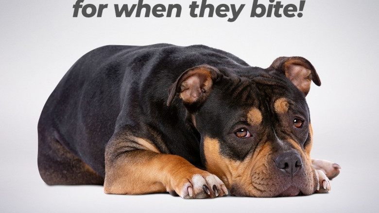 Dog Bite Law Firm - Scott The Lawyer