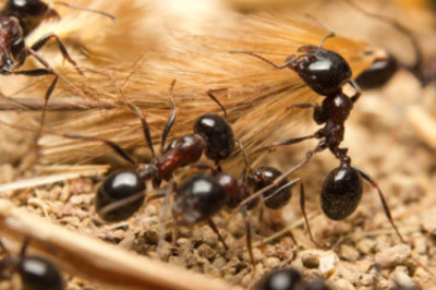 Affordable Ant Control Mississauga, Vaughan, Brampton | Maple Pest Control