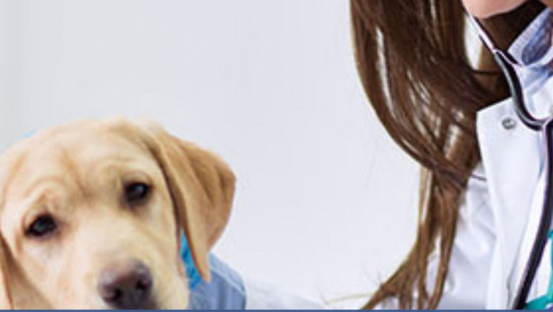 Top Verified Veterinarian Email List in U.S –HealthExedata