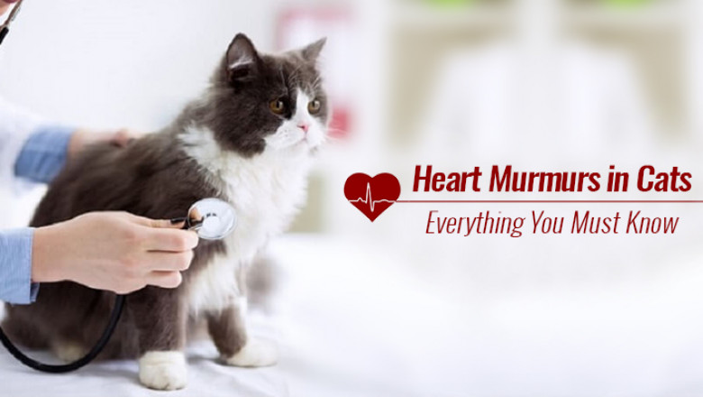 Do You Know About Heart Murmur in Cats?