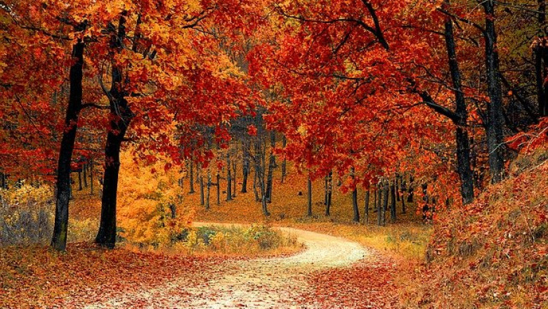 Autumn in kashmir: when green turns to gold