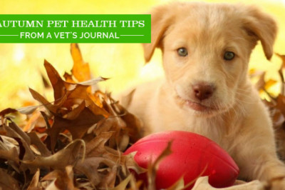 Autumn Pet Health Tips – From A Vet’s Journal