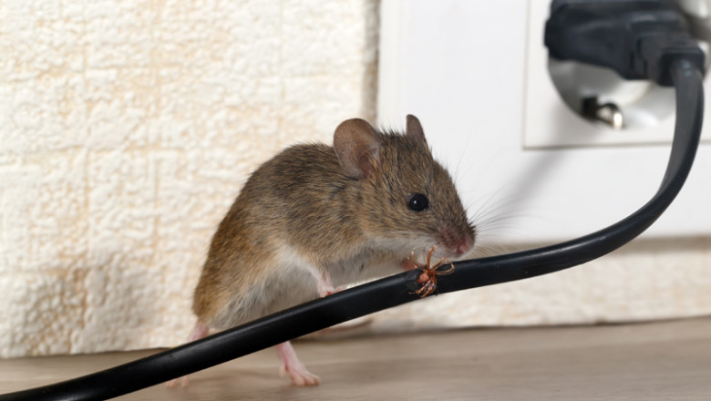 Diminish Pest Infestation Through Professional Pest Control Service