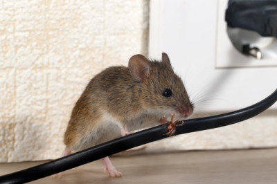 Diminish Pest Infestation Through Professional Pest Control Service