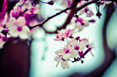 full broad spectrum cbg oil cbg isolate extract labs