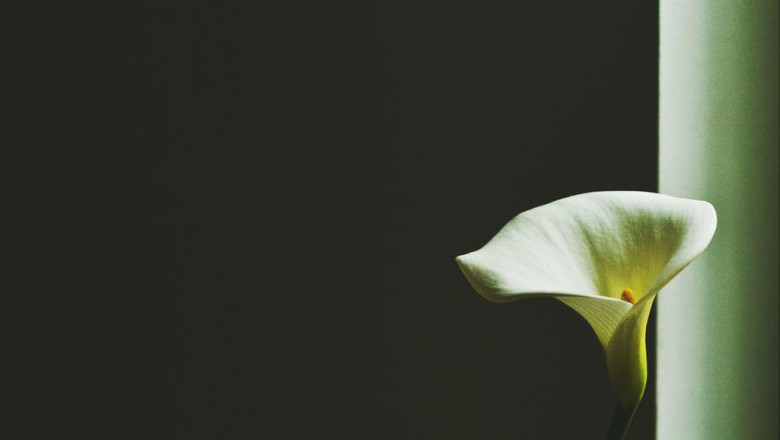 why its easier to succeed with culjangmasaji than you might think