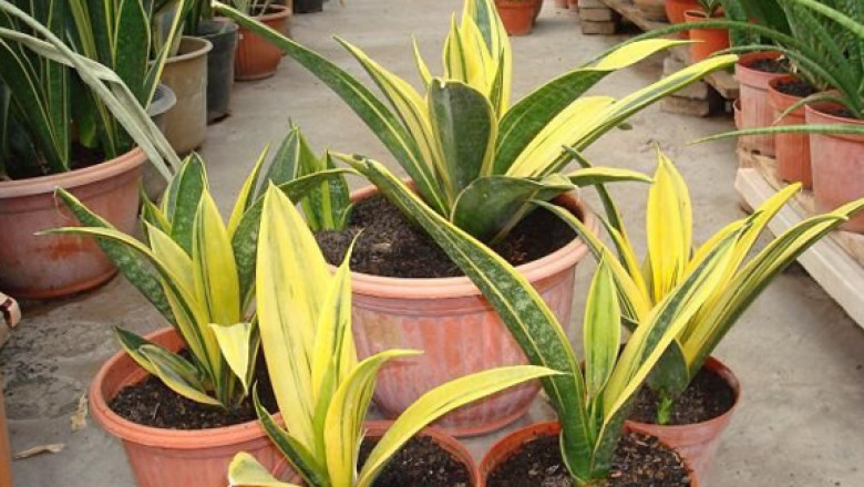5 Reasons Why You Must Keep Golden Snake Plant with You