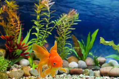 Buy Goldfish Online in US