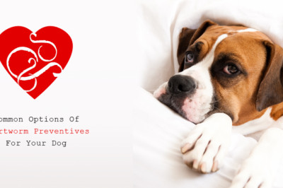 Common Options Of Heartworm Preventives For Your Dog