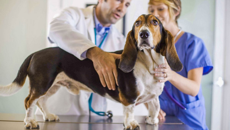 Veterinary Drugs Compounding Is A Profitable Practice For A Variety Of Animal Patients