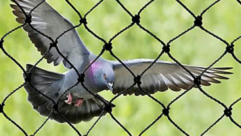 Bird Netting Services in Wagholi, Viman nagar, Kharadi, Manjari- Angad Bird Netting