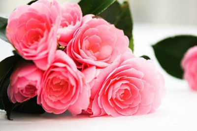 Flower Delivery in Puducherry