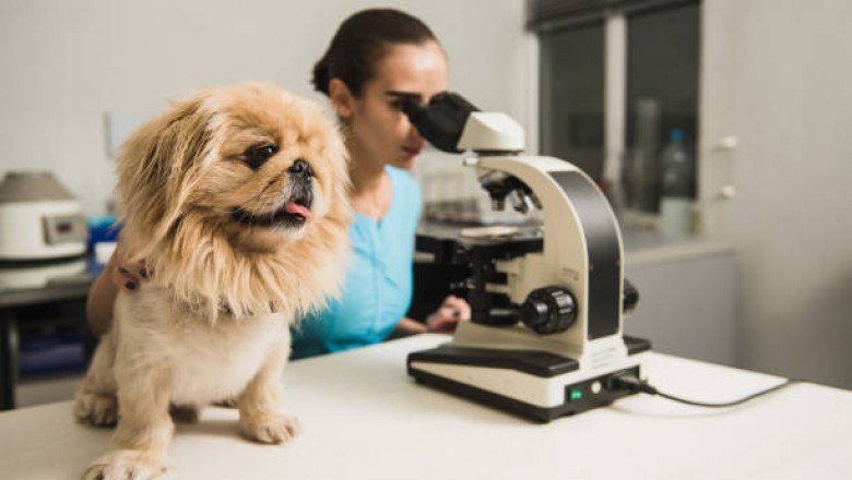 Veterinary Laboratory Testing Market: Revenue, Growth Rate, Sales Value, Industry Trends, Impact Factors, SWOT Analysis and Forecast: 2022-2027