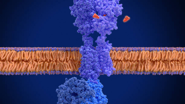 G-Protein Coupled Receptors Market Outlook: Post Covid-19 Scenario by 2027
