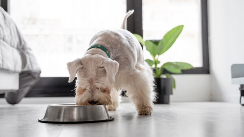 Learn More about Ziwi Peak Cat Food and Proper Nutrition