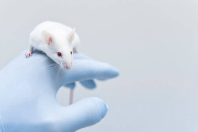 Animal Model Market - The Biggest Trends to Watch out for 2022-2027