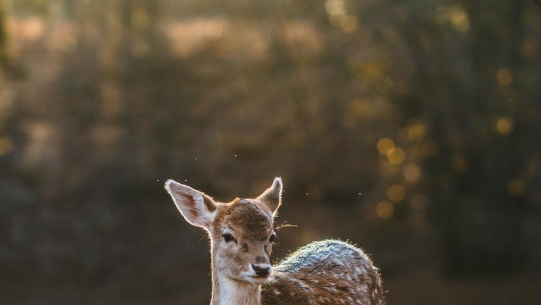 bitcoin btc news cryptocurrency news today price analysis