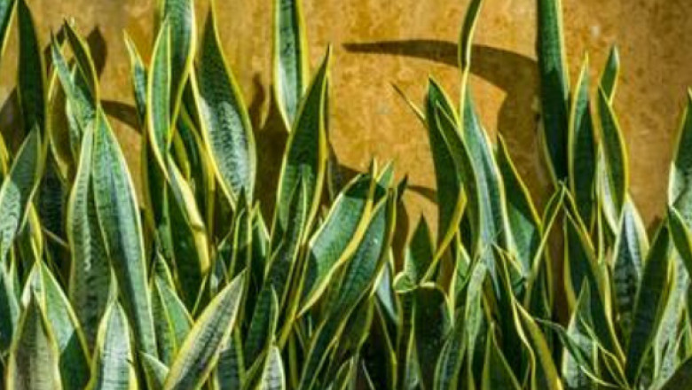Top 4 Benefits of Keeping Snake Plant to Your Bedroom