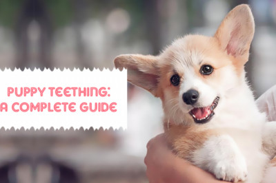 Puppy Teething: A Complete Guide