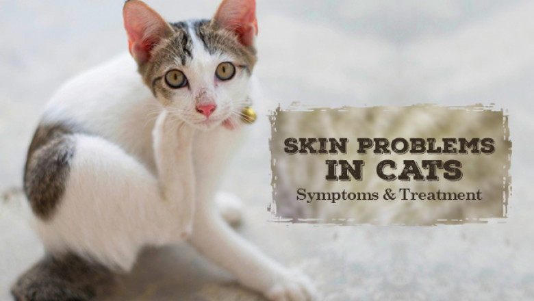 Skin Problems In Cats | Symptoms & Treatment | DiscountPetCare