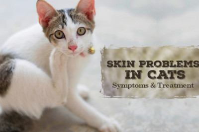 Skin Problems In Cats | Symptoms & Treatment | DiscountPetCare